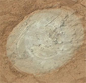 Mars has life?
