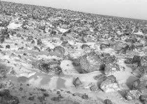 Mars soil may have live bacteria