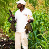 Marvel at giant frogs, 1m long, 8kg heavy