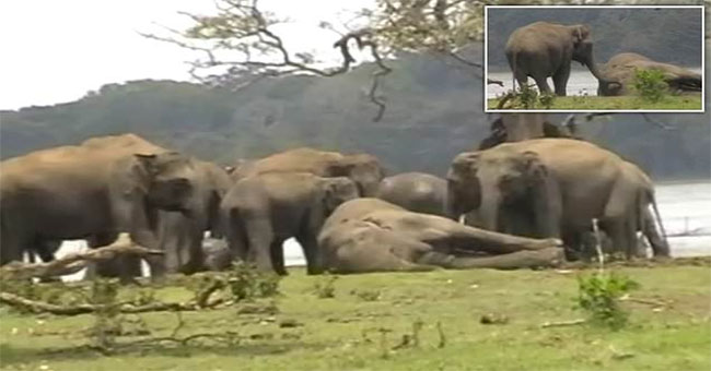 Marvel at the 300 elephants who cried at the