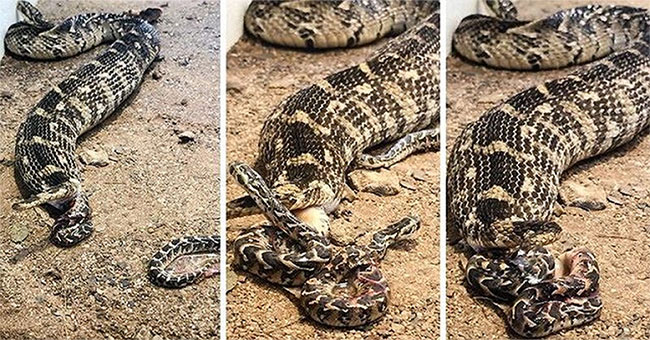 Marvel at the giant snake that spans 57 at a time