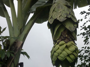Marvel at the horned banana tree in Gia Lai
