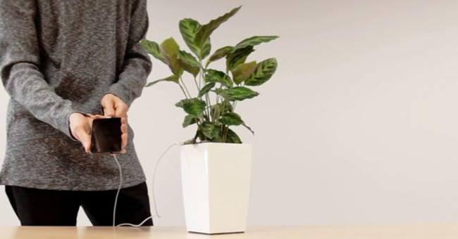 Marvel at the invention of a new phone charger with green plants