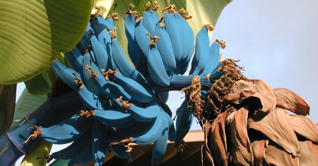 Marvel at the most exotic and mysterious banana varieties in the world