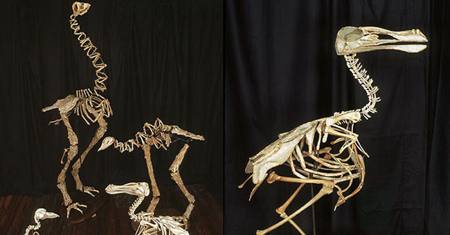 Marvel at the sculptures from leftover chicken bones