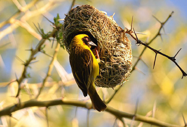 Marvel at the strange bird's nest in the world