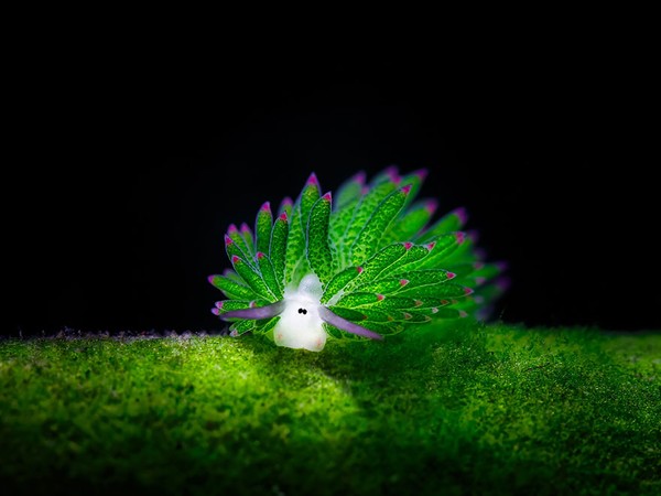 Marvel at the unimaginable beauty of strange creatures hidden in the sea