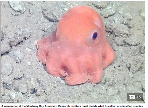 Marvel with funny pink octopus like toys
