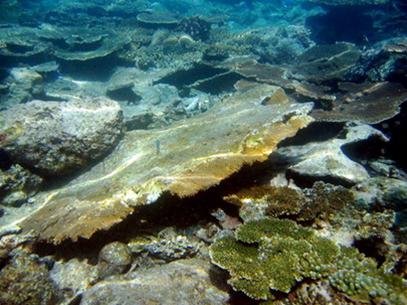 Massive coral death after an earthquake in Indonesia