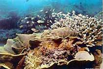 Massive coral death in the bay