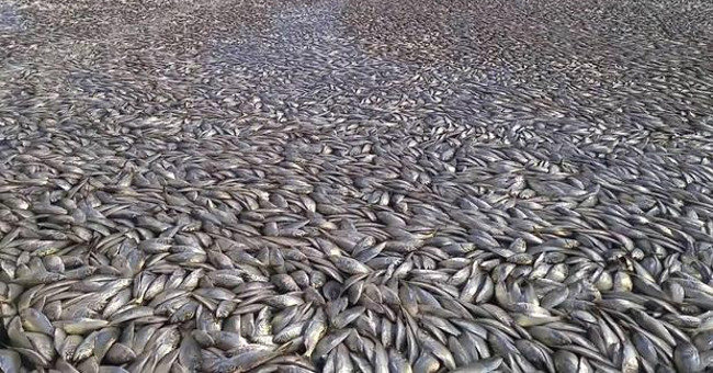 Massive dead fish covered the canal in America