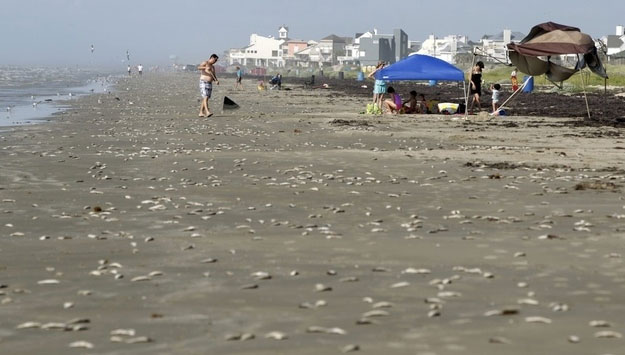 Massive dead fish throughout the coast of the Gulf of Mexico
