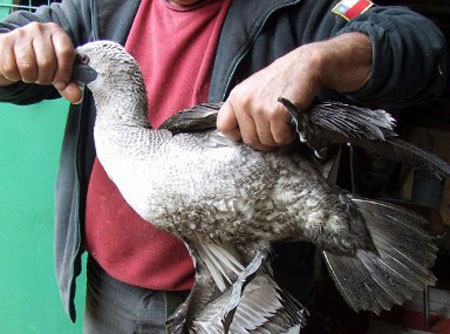 Massive sea birds die in Chile