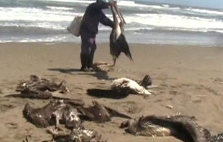 Massive sea birds die in Peru