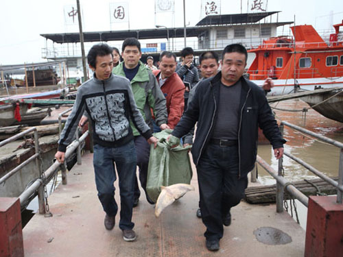 Massless dolphins die in China