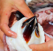 Materials for implant equipment from squid teeth