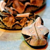 Materials of the future inspired by poisonous snakes
