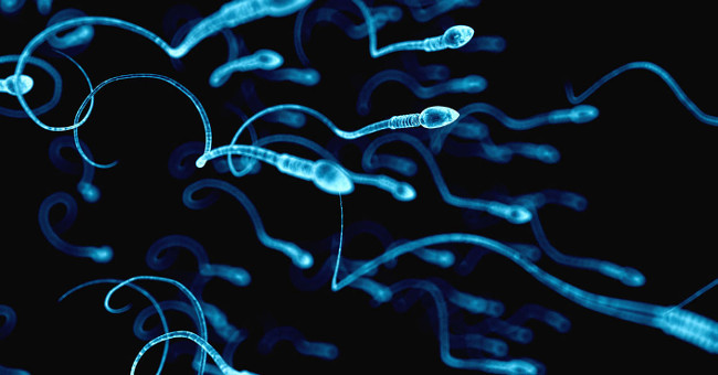 Math formula determines how the male sperm swimming