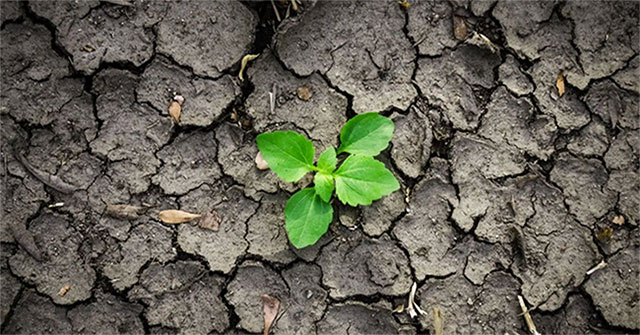 Mathematical models help select crops to combat drought