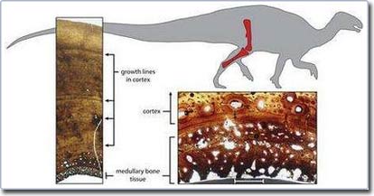 Mating dinosaurs before adulthood