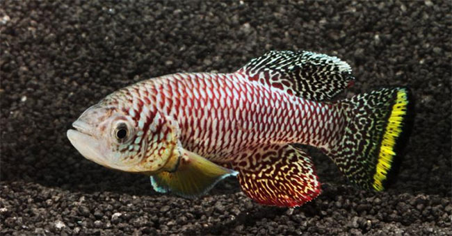 Mature fish reach reproductive age in just two weeks
