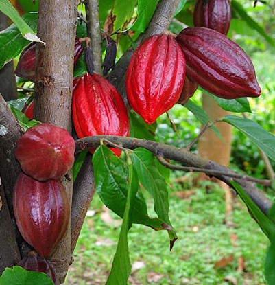 Maya people use chocolate as spices
