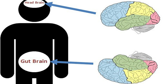Maybe you don't know: Our bodies have two brains!