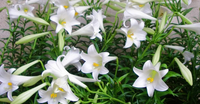 Me looking at the white lilies in April