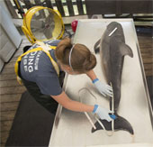 Measles virus may be the cause of dolphin deaths in the United States