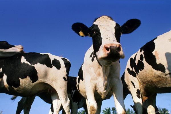 Measure cow's emissions to combat climate change