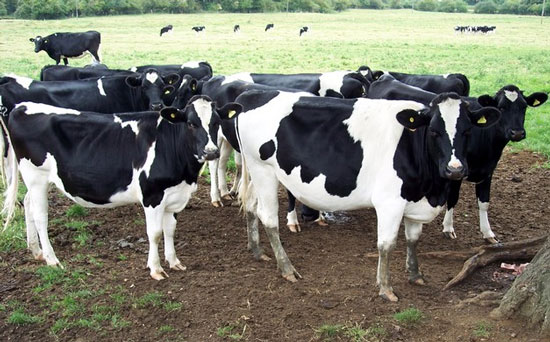 Measurement of methane emitted from cows
