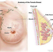 Measures to help breast cancer patients avoid premature menopause