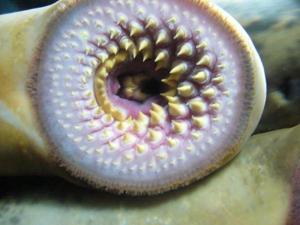 Measures to prevent pregnancy for round mouth fish