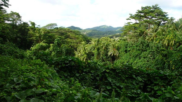 Measuring carbon to save tropical forests