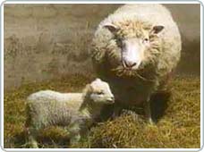 Meat of asexually reproduced animals is not unusual