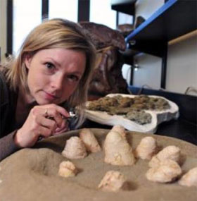 Meat-eating dinosaurs acted like bird's nest