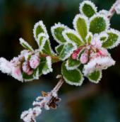 Mechanism to adapt to cold temperatures of plants