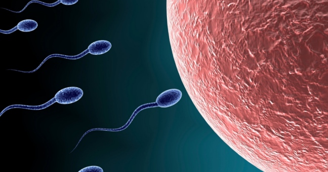 Mechanism to control sperm activity, promising birth control pills for men