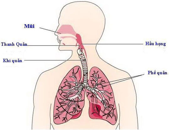 Mechanism to fight infections of the immune system
