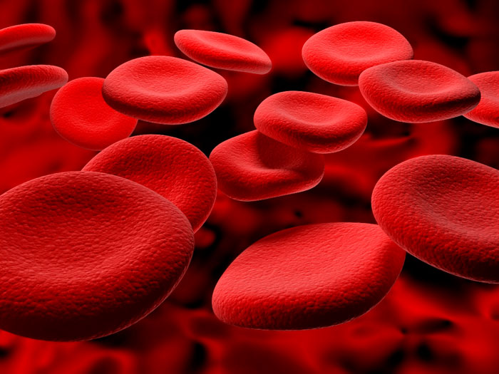 Medical breakthrough: culture of blood vessel walls