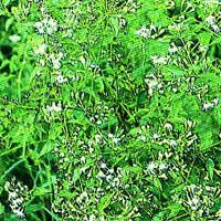 Medications for burns from waterpipe plants