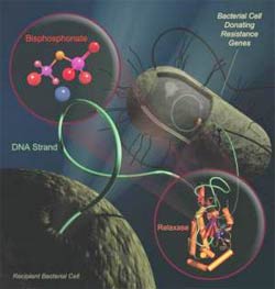 Medications for osteoporosis can overcome drug-resistant bacteria