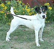 Medications from dogs