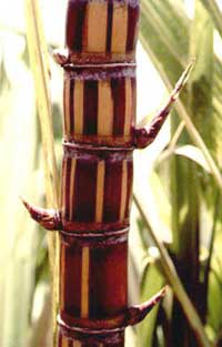 Medicinal items from sugarcane