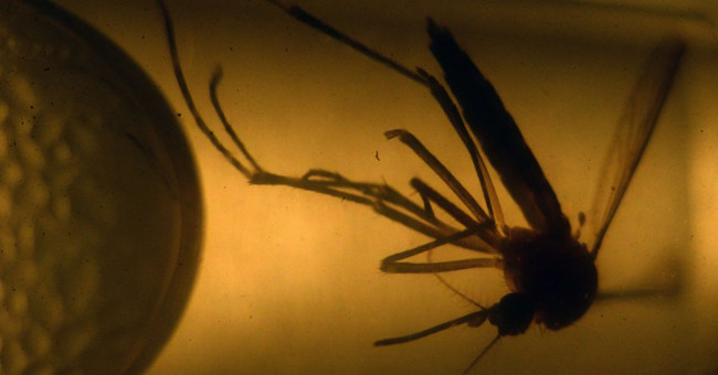 Medicine stands before a great opportunity to control zika