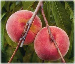 Medicine taste from peach