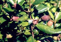 Medicine taste from sim tree