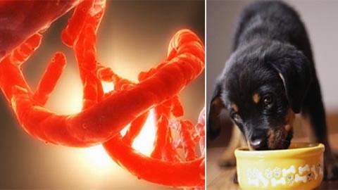 Medicines for longevity for pets