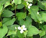 Medicines for treatment from fish lettuce