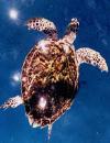 Medicines from marine animals